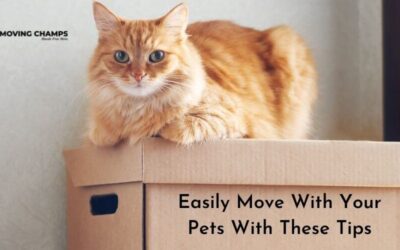 Make moving less Stressful for Your Beloved Pet
