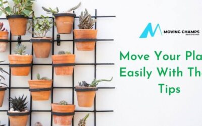 7 easy tips to move your plants | Moving Champs Canada